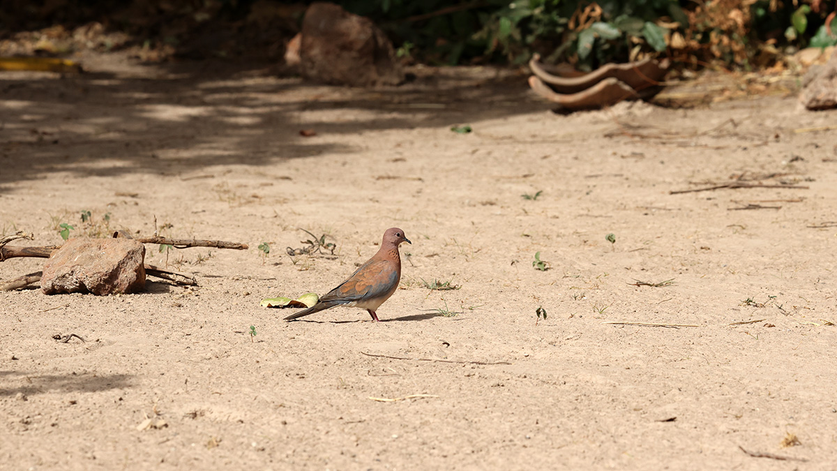 Laughing Dove.